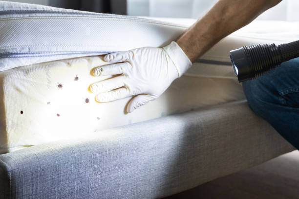 Pagosa Springs, CO Pest Control Company