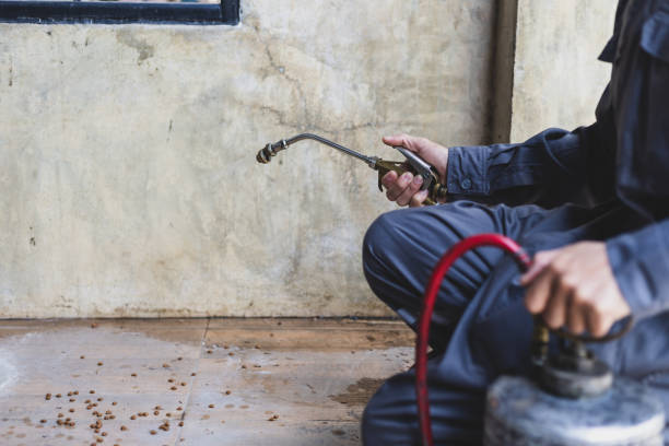 Best Flea Control Services  in Pagosa Springs, CO